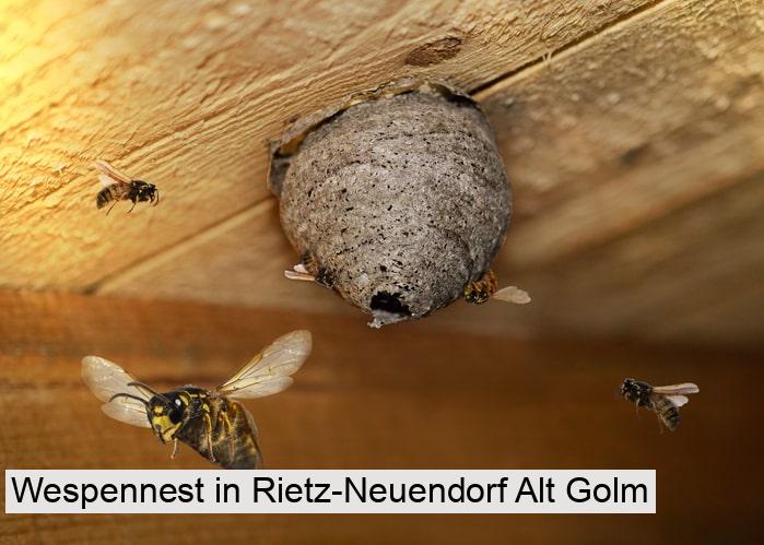Wespennest in Rietz-Neuendorf Alt Golm